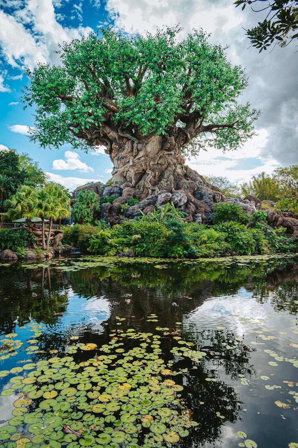 the tree of life at disney's animal kingdom