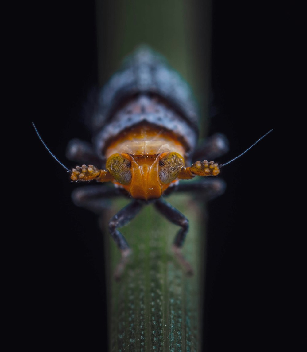 a close up of a bug on a leaf