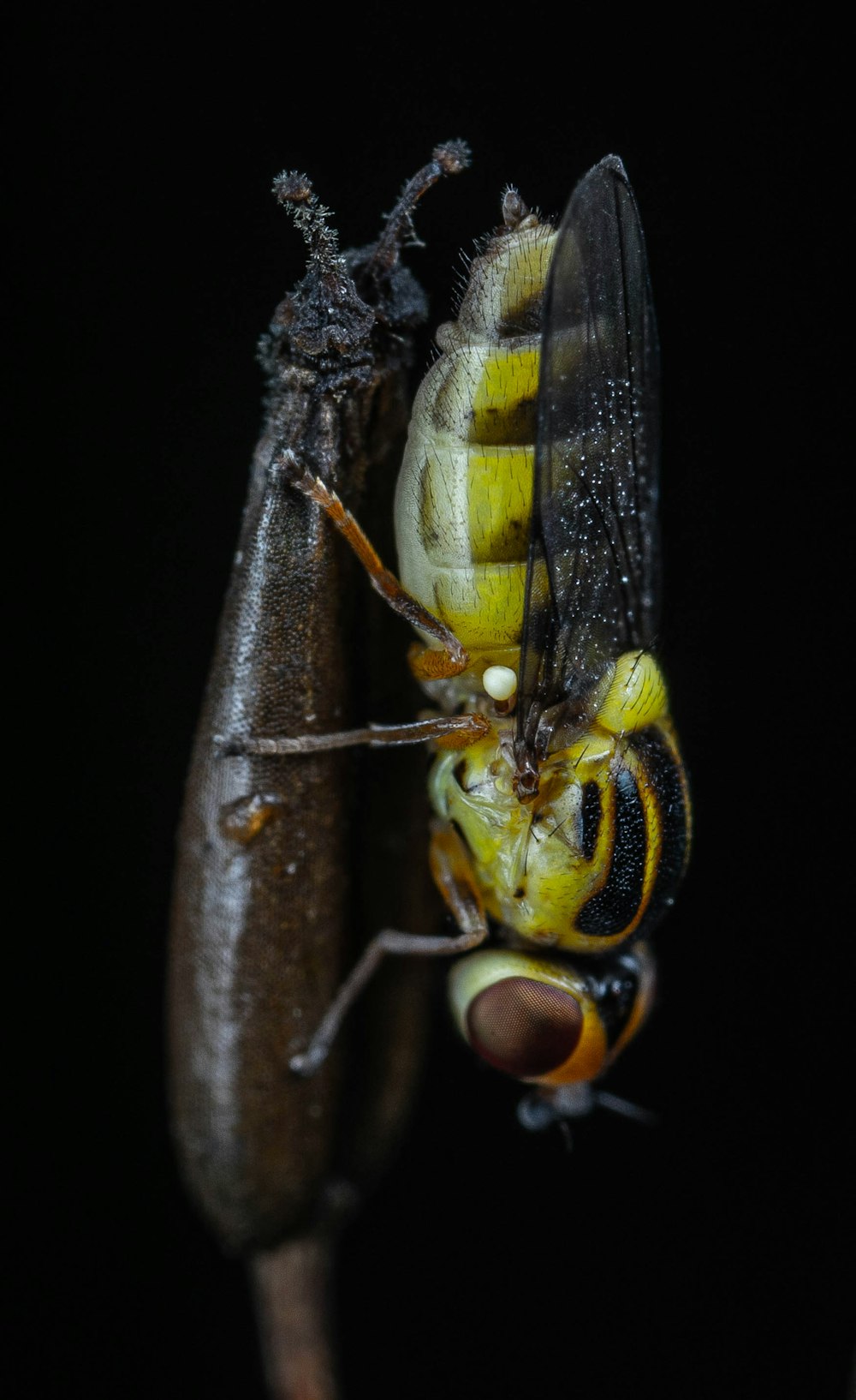 a close up of two bugs on a plant