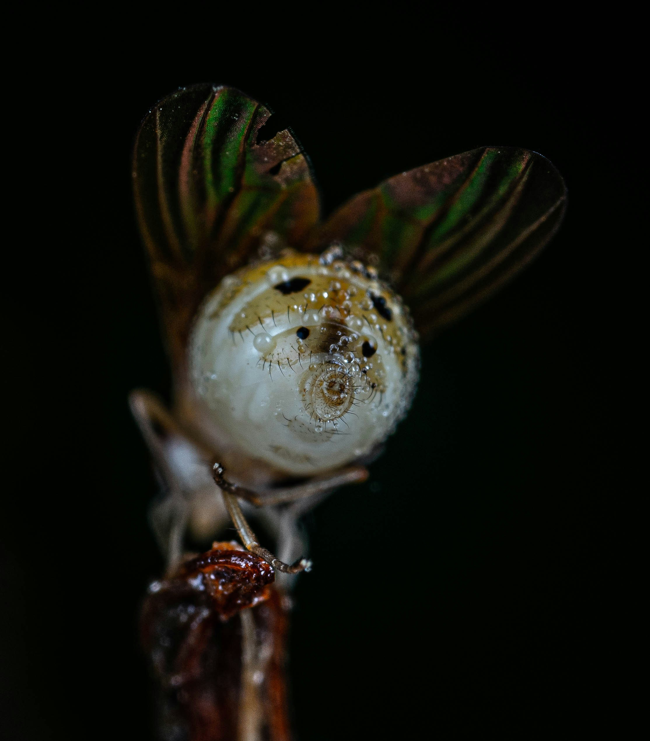 un gros plan d’une fleur avec des gouttelettes d’eau dessus