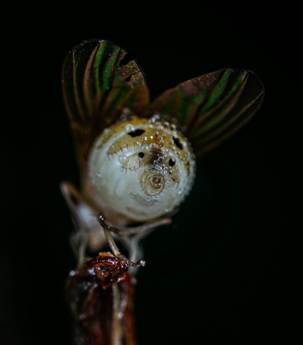 a close up of a flower with water droplets on it