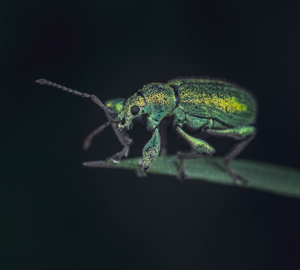 a green bug sitting on top of a leaf