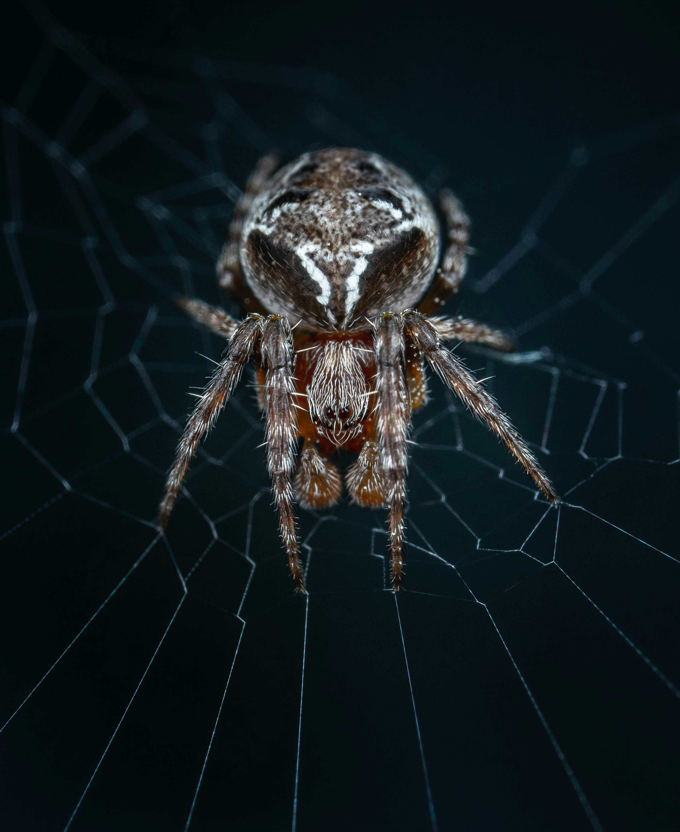 Gros plan d’une araignée sur une toile