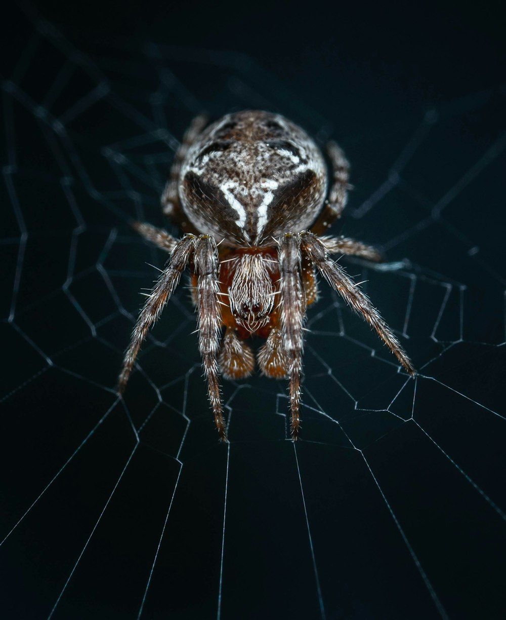 Gros plan d’une araignée sur une toile