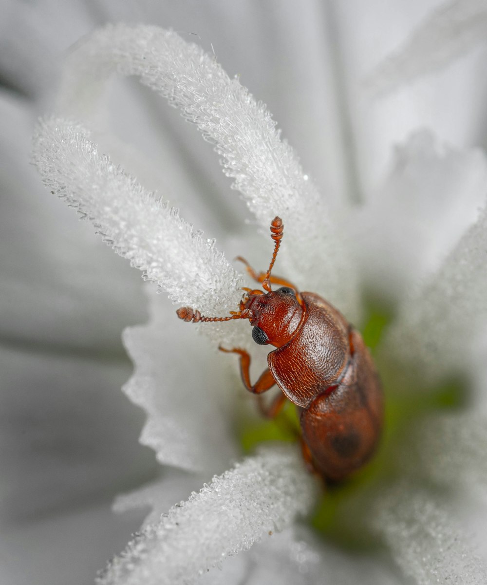 a close up of a bug on a flower