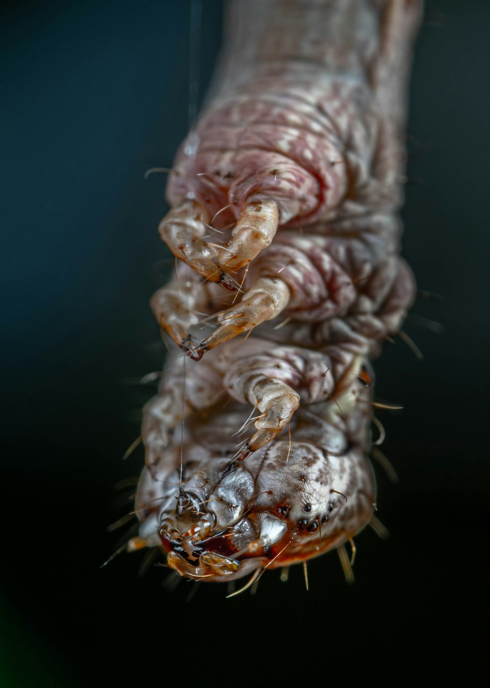 a close up of a bug on a person's hand