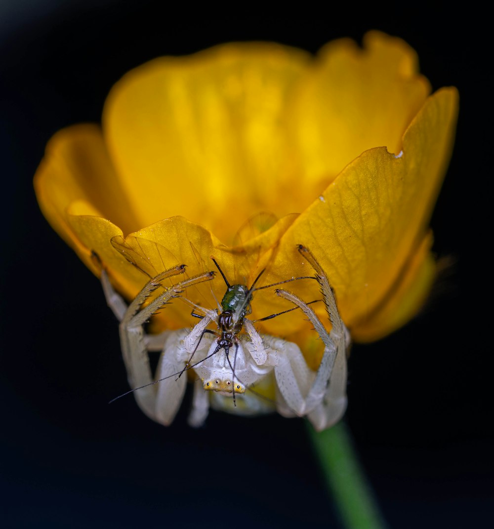 Una araña sentada encima de una flor amarilla