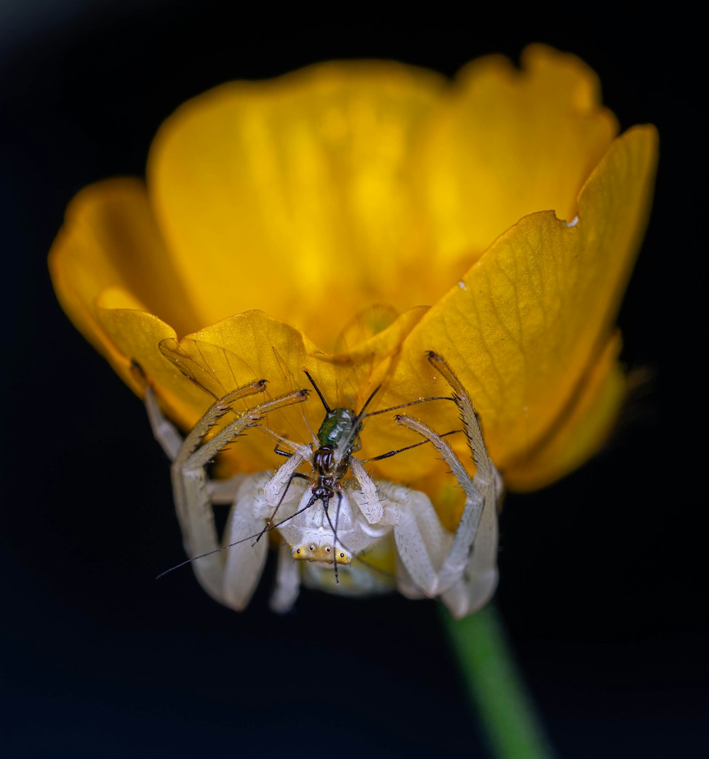 a spider sitting on top of a yellow flower
