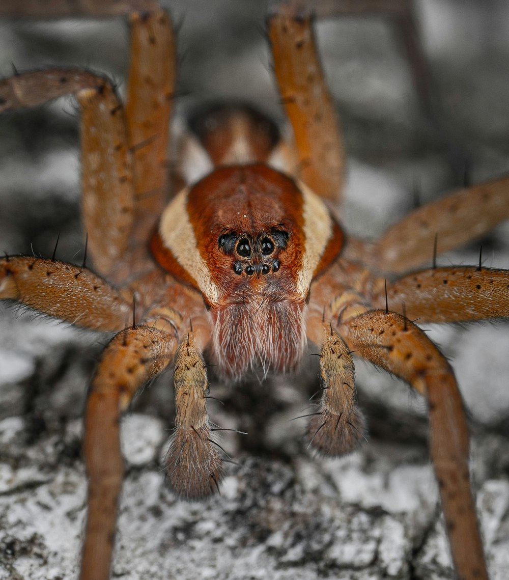 a close up of a spider on a rock