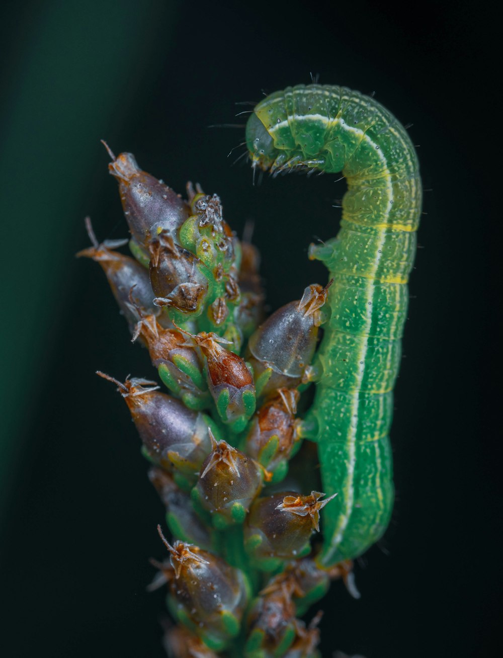 uma lagarta verde no topo de uma planta