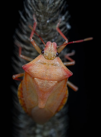 A close-up of a brightly colored insect, predominantly orange and red, perched on a plant. The insect has a distinctive shield-like back and segmented antennae, with detailed textures on its exoskeleton. The background is dark, enhancing the vibrant colors of the insect, and the plant's structure is slightly blurred, focusing attention on the insect.