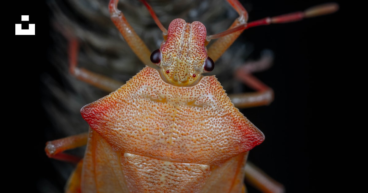 Foto Un primer plano de un insecto en una planta – Imagen Insecto ...