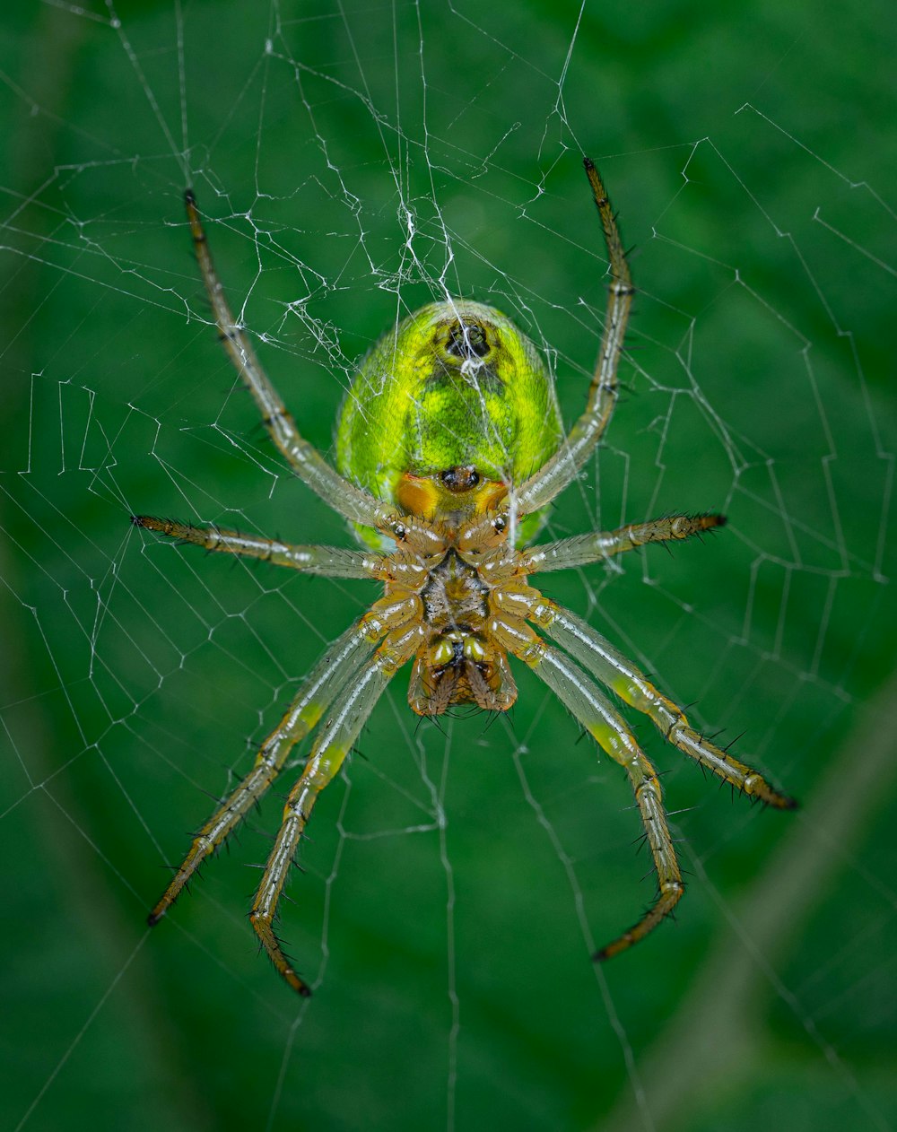 Gros plan d’une araignée sur une toile