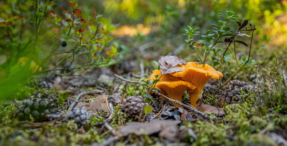 Gros plan d’un champignon sur le sol