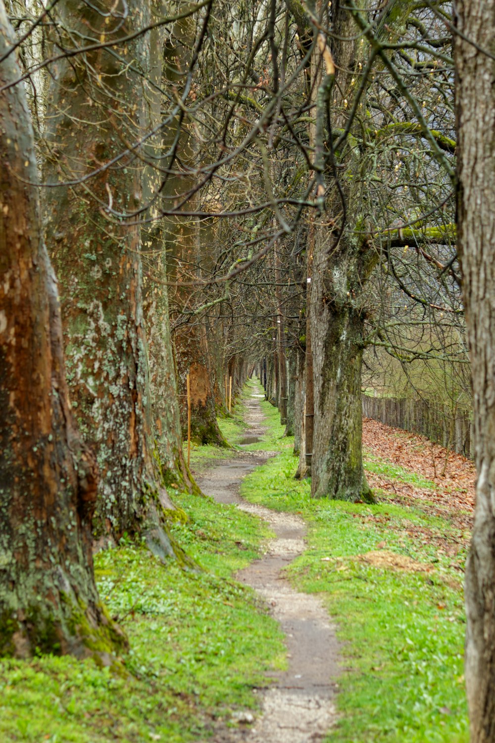 Un camino a través de un bosque con muchos árboles