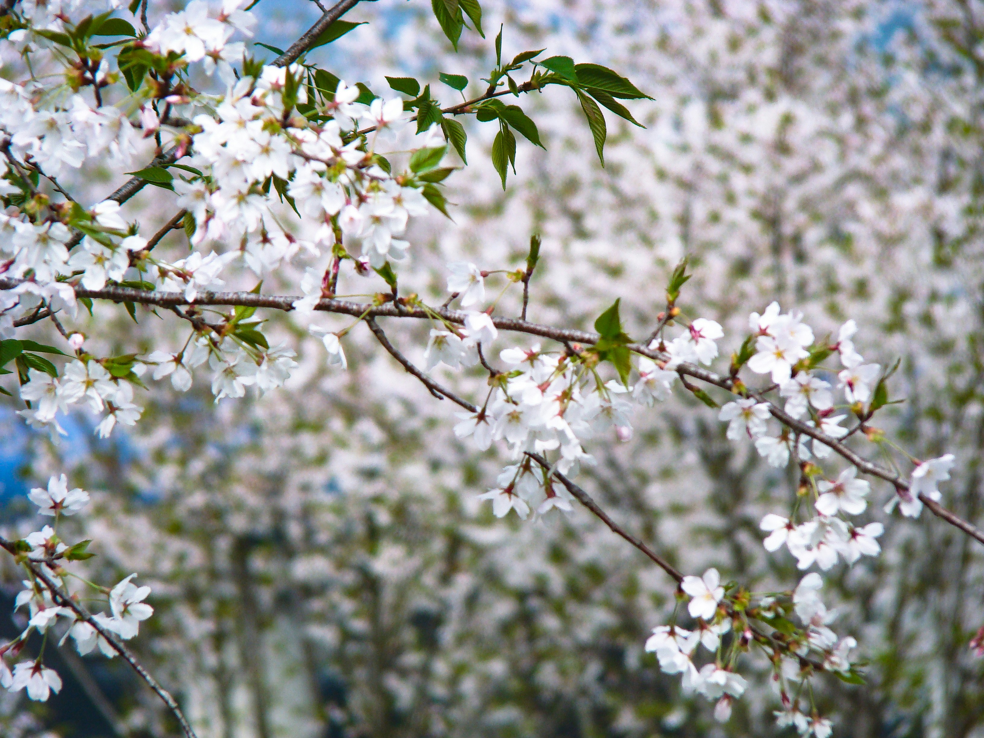 Photo by maro_of_sengu