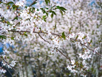 a tree with white flowers and green leaves