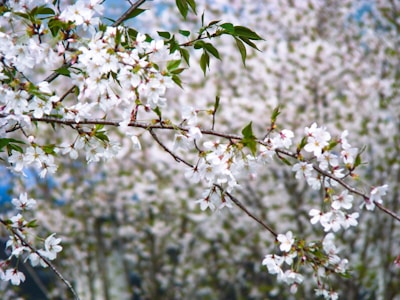 a tree with white flowers and green leaves