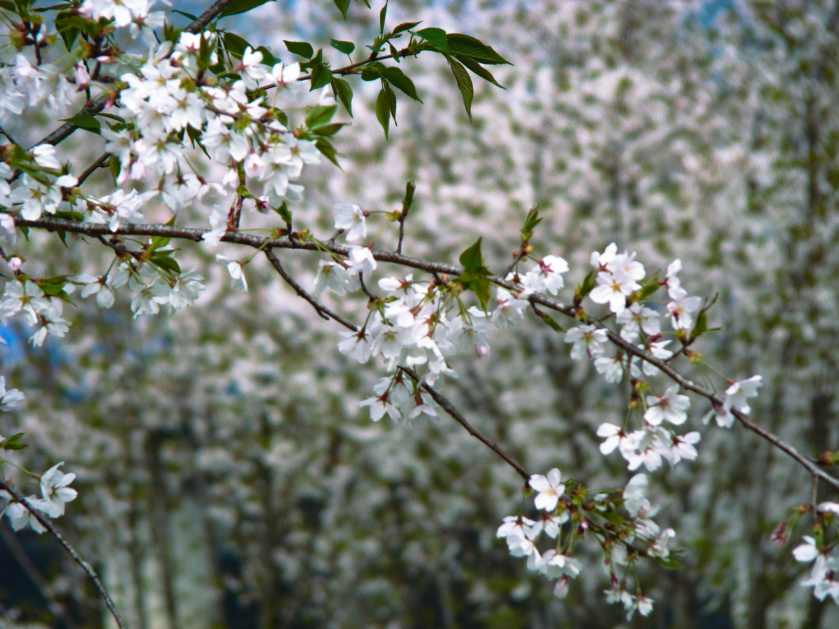 Photo by maro_of_sengu