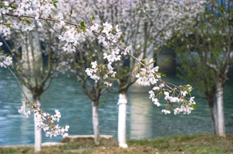Cherry blossoms in full bloom along a Japanese river during spring.