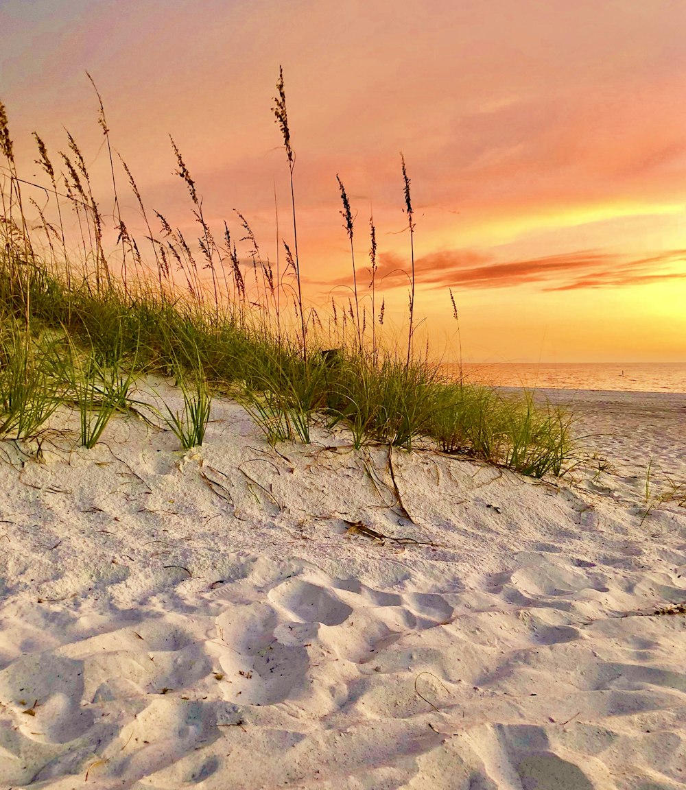 a sandy beach with grass growing out of the sand