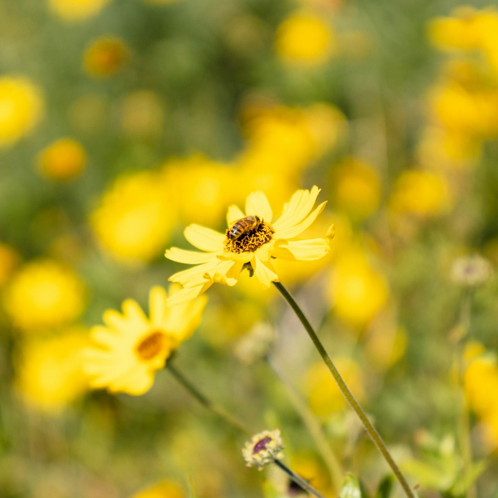 a bee is sitting on a yellow flower