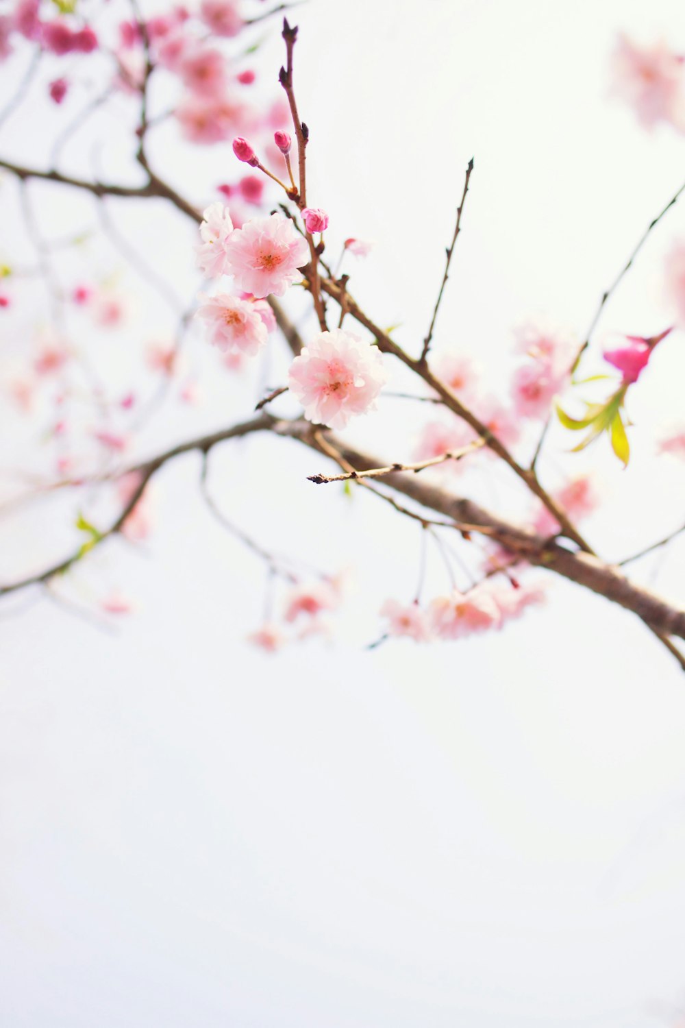 um ramo de uma árvore com flores cor-de-rosa