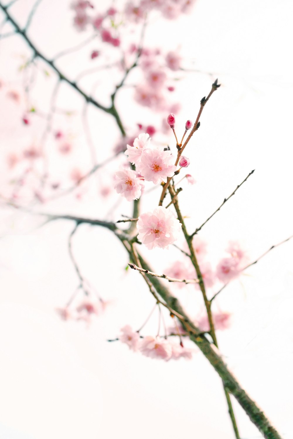 um ramo de uma árvore com flores cor-de-rosa