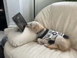 A happy small dog wearing a colorful handmade sweater sitting on a cozy couch.