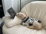 A small dog wearing a festive sweater is lying on a cream-colored sofa, intently watching a tablet propped up on a stand. The scene is cozy and suggests leisurely relaxation indoors.