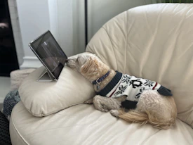 A happy dog wearing a cozy, handmade sweater sitting by a sewing machine.