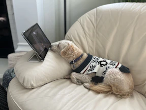 A cheerful dog wearing a colorful handmade sweater, sitting next to a laptop with a contact form on the screen.