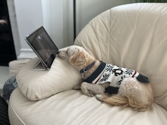 A small dog wearing a festive sweater is lying on a cream-colored sofa, intently watching a tablet propped up on a stand. The scene is cozy and suggests leisurely relaxation indoors.