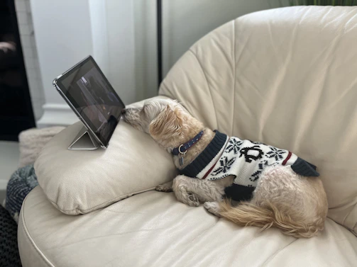 A cheerful dog wearing a colorful handmade sweater, sitting next to a laptop with a contact form on the screen.