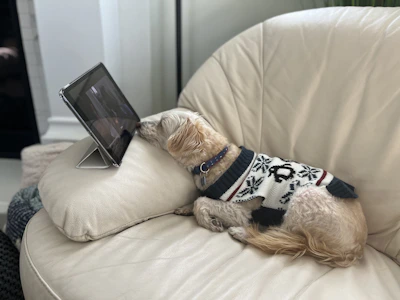 A cheerful small dog wearing a handmade colorful sweater sitting on a cozy couch.