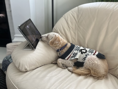 A small dog wearing a festive sweater is lying on a cream-colored sofa, intently watching a tablet propped up on a stand. The scene is cozy and suggests leisurely relaxation indoors.