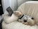 A happy dog owner reading an ebook on a tablet while sitting comfortably at home.