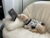 A happy small dog wearing a colorful handmade sweater sitting on a cozy couch.