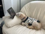 A cheerful small dog wearing a colorful handmade sweater, sitting on a cozy couch.