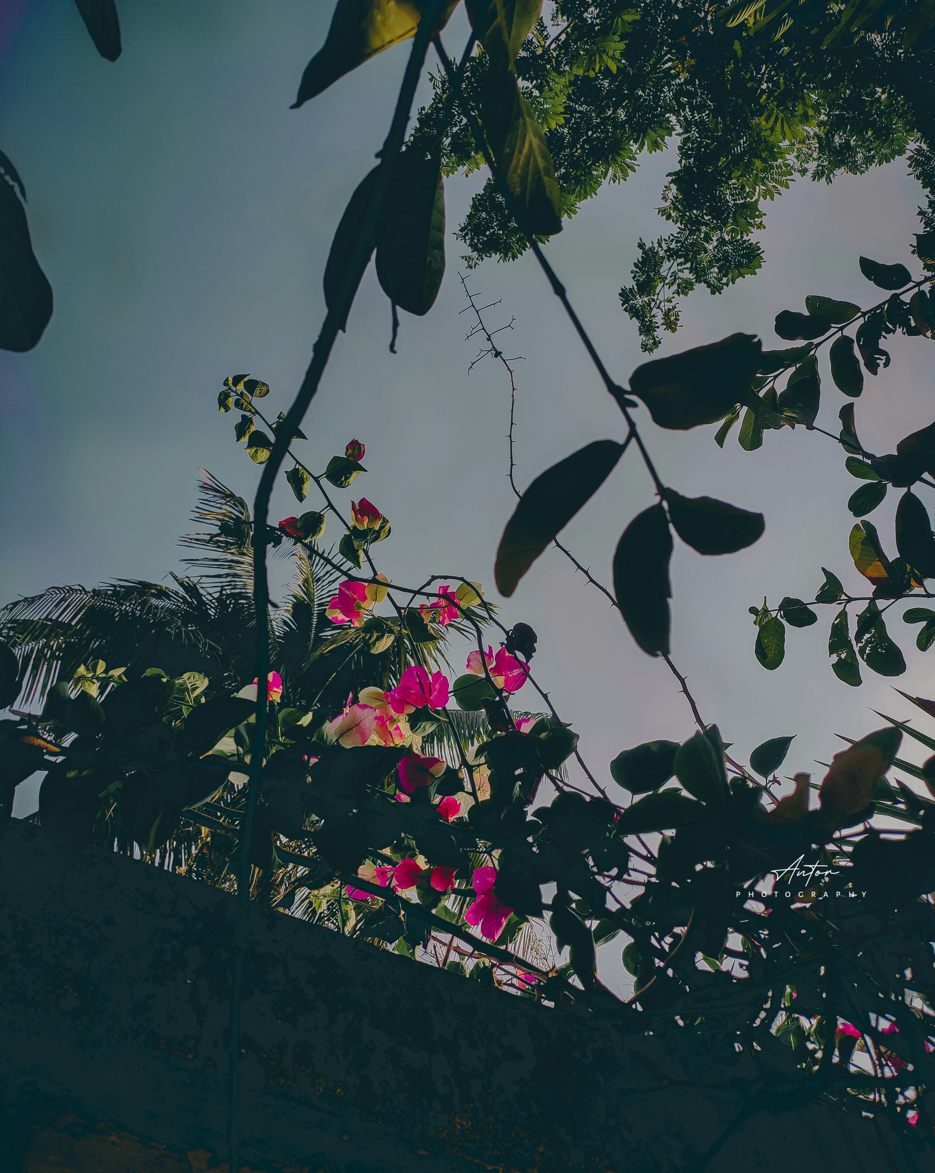 Photo by saifulislamantor