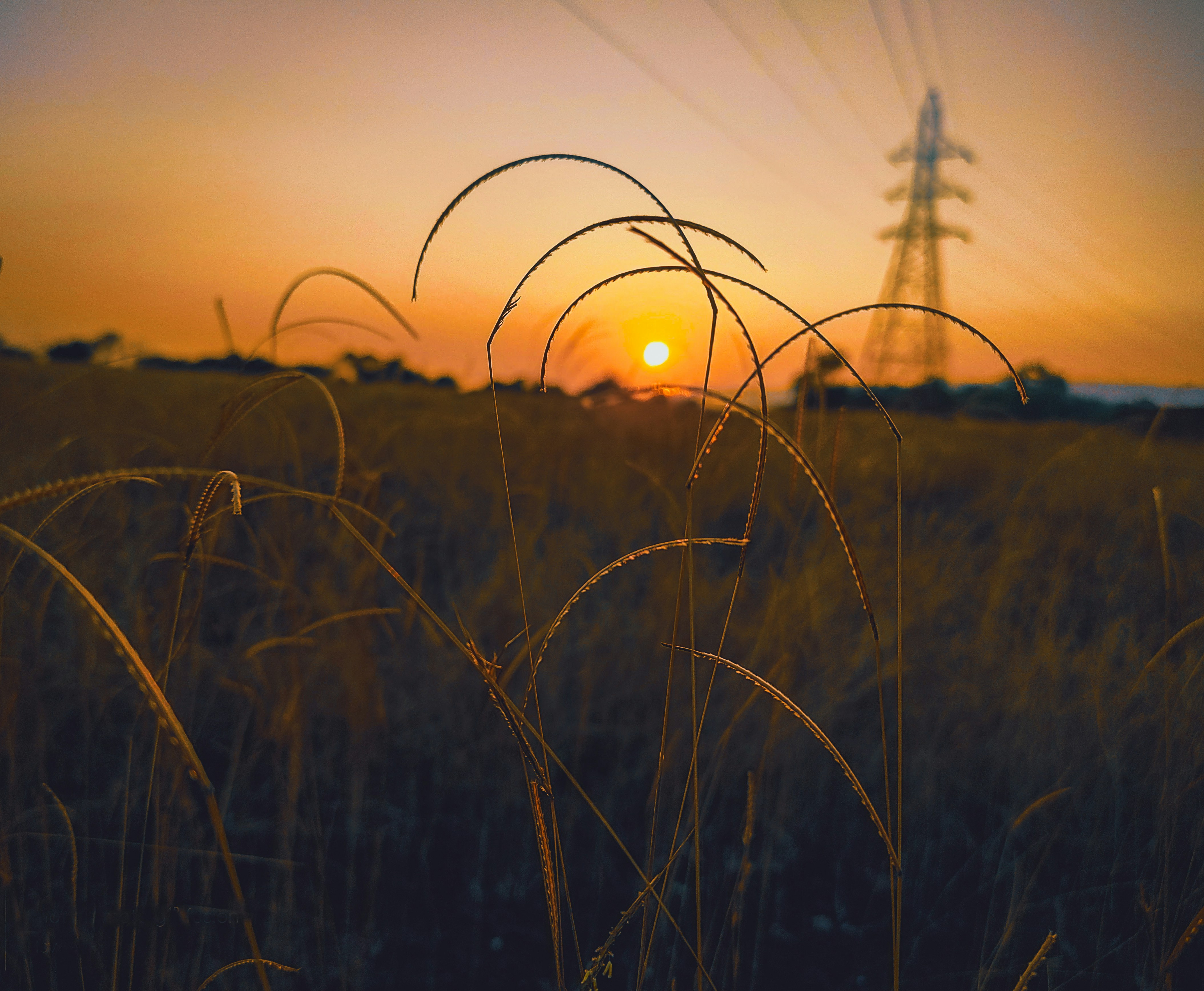 the sun is setting over a field of tall grass
