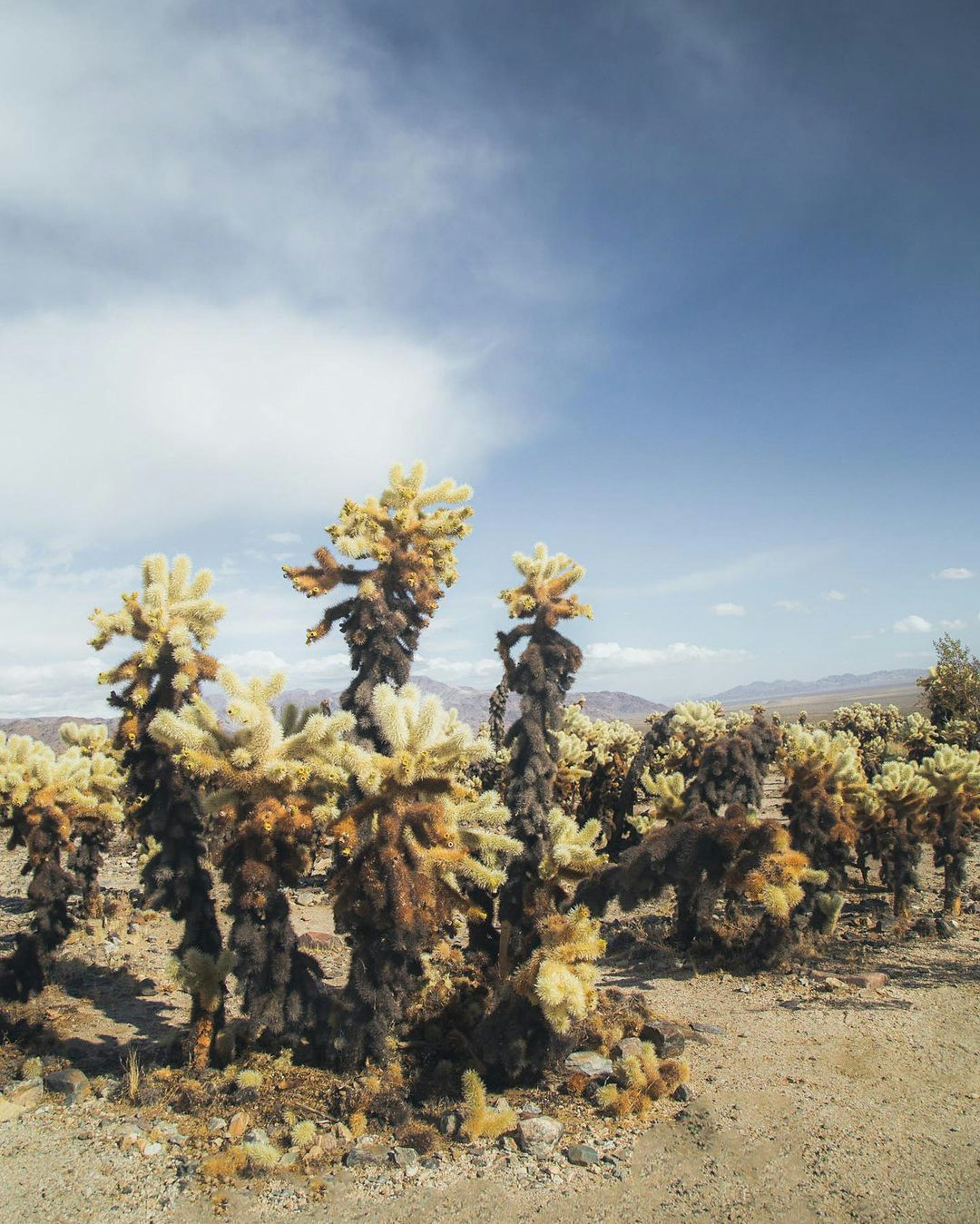 Photo by marielcy_capture