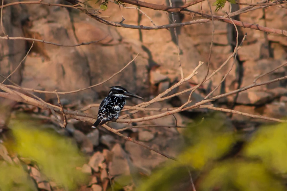 a black and white bird sitting on a tree branch