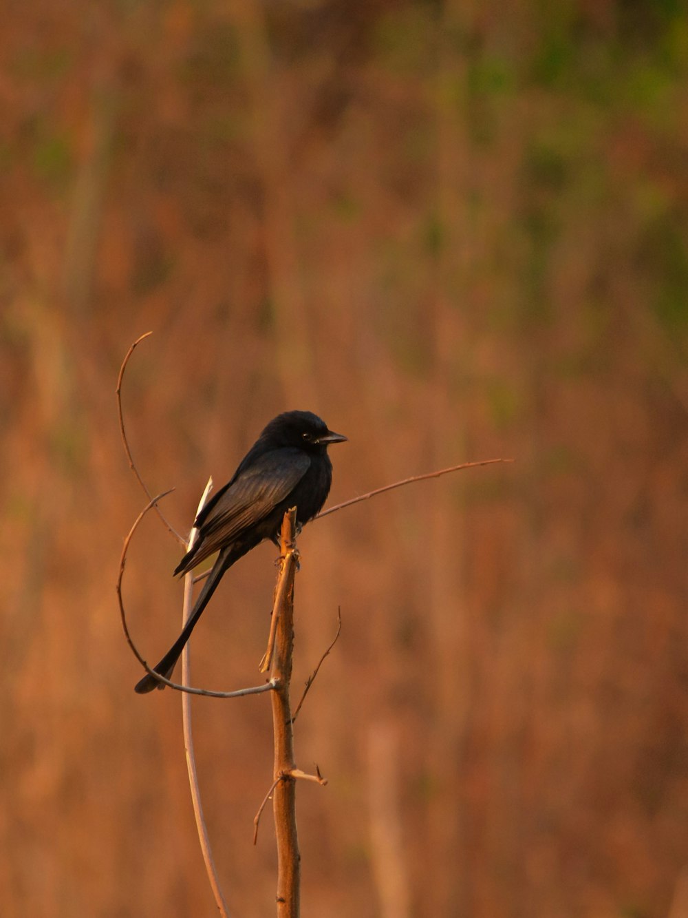 a small black bird sitting on top of a tree branch