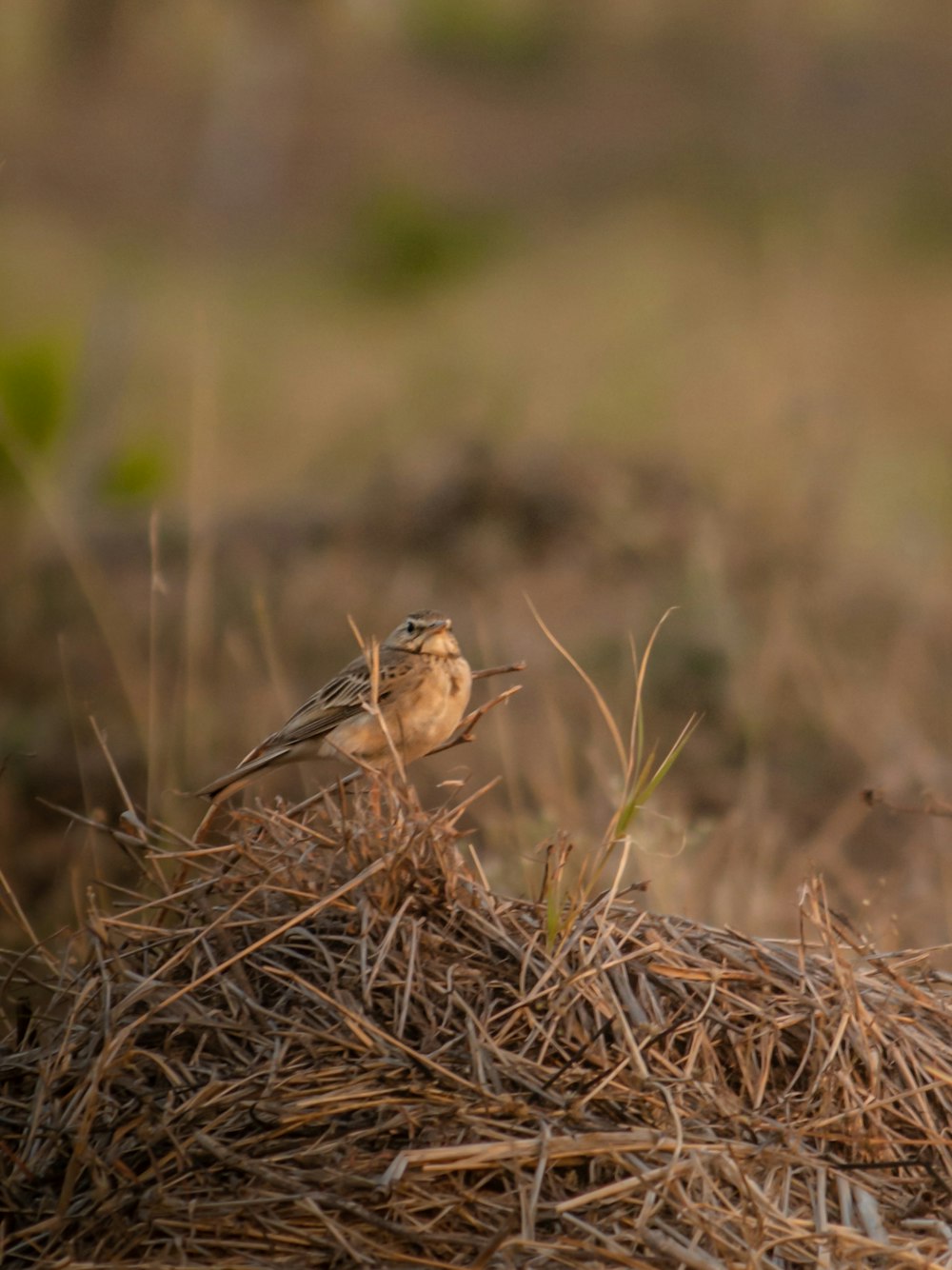 a small bird sitting on top of a pile of dry grass