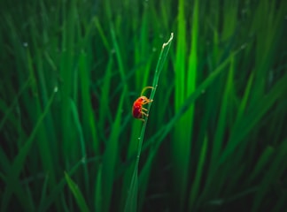 A small red insect clings to a tall, green grass blade. The background is filled with lush, vibrant green grass, creating a dense and lively natural setting. The focus is on the insect, highlighting its bright color against the green backdrop.