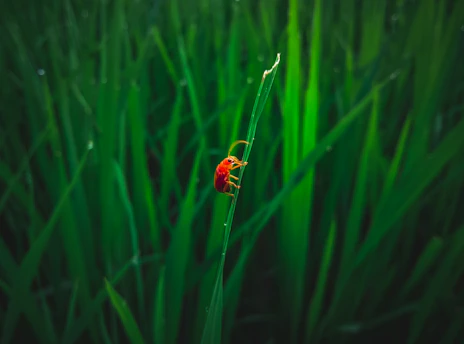 A small red insect clings to a tall, green grass blade. The background is filled with lush, vibrant green grass, creating a dense and lively natural setting. The focus is on the insect, highlighting its bright color against the green backdrop.
