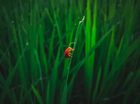 A small red insect clings to a tall, green grass blade. The background is filled with lush, vibrant green grass, creating a dense and lively natural setting. The focus is on the insect, highlighting its bright color against the green backdrop.