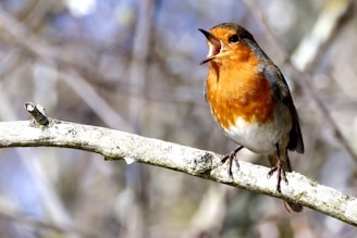 A small bird with bright orange and white plumage perches on a light-colored branch. Its beak is open, possibly singing or calling. The background is blurred with shades of gray and brown, suggesting a natural, outdoor setting.