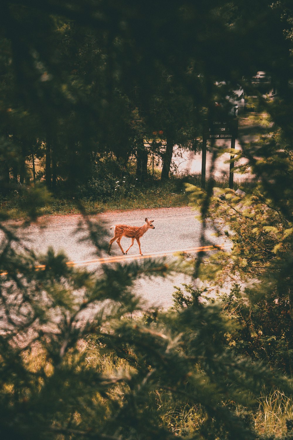 a deer crossing a road in the middle of a forest